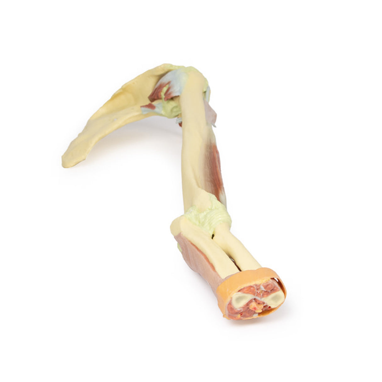 Upper Limb - biceps, bones and ligaments | EZ-MP1515 | Sim & Skills Ltd