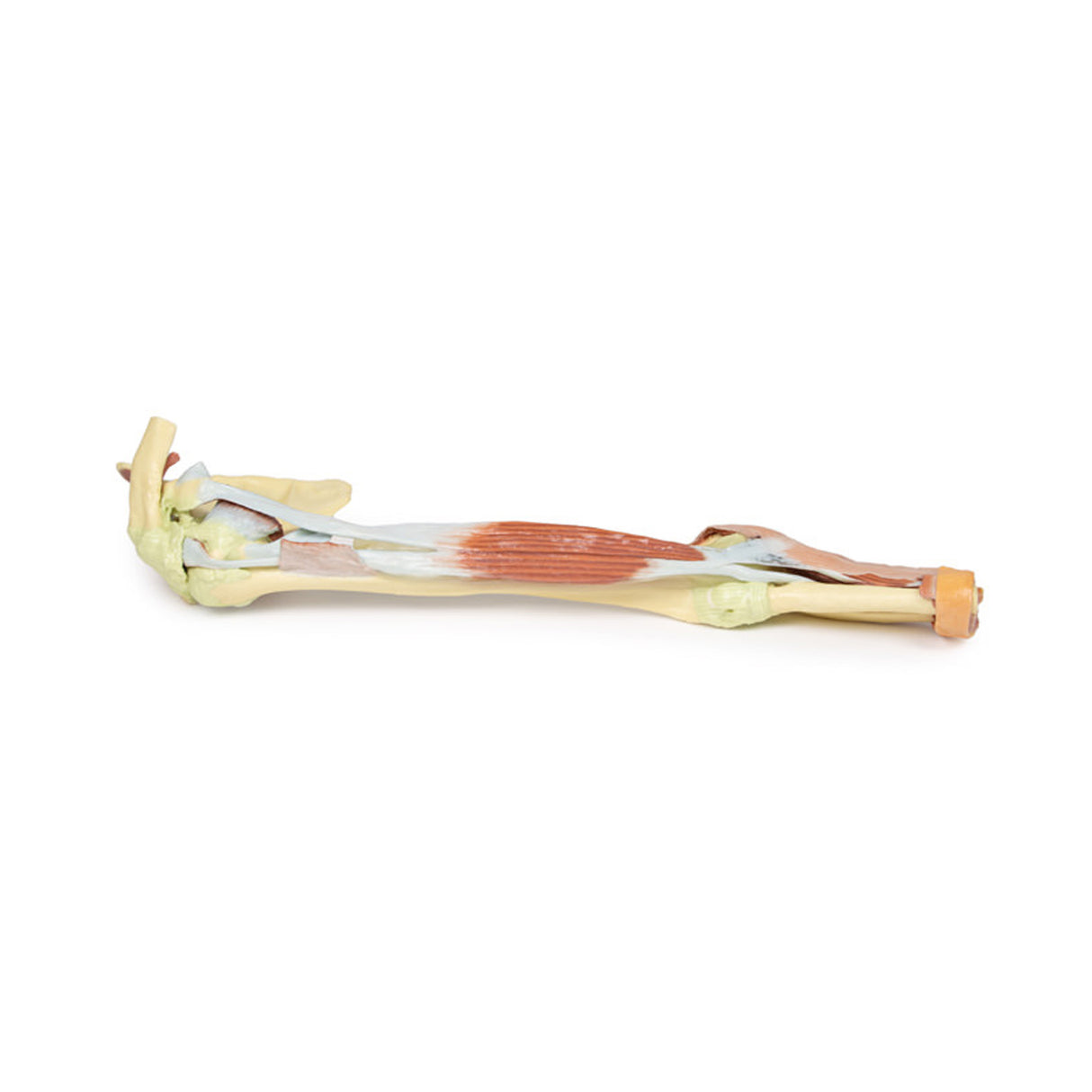 Upper Limb - biceps, bones and ligaments | EZ-MP1515 | Sim & Skills Ltd
