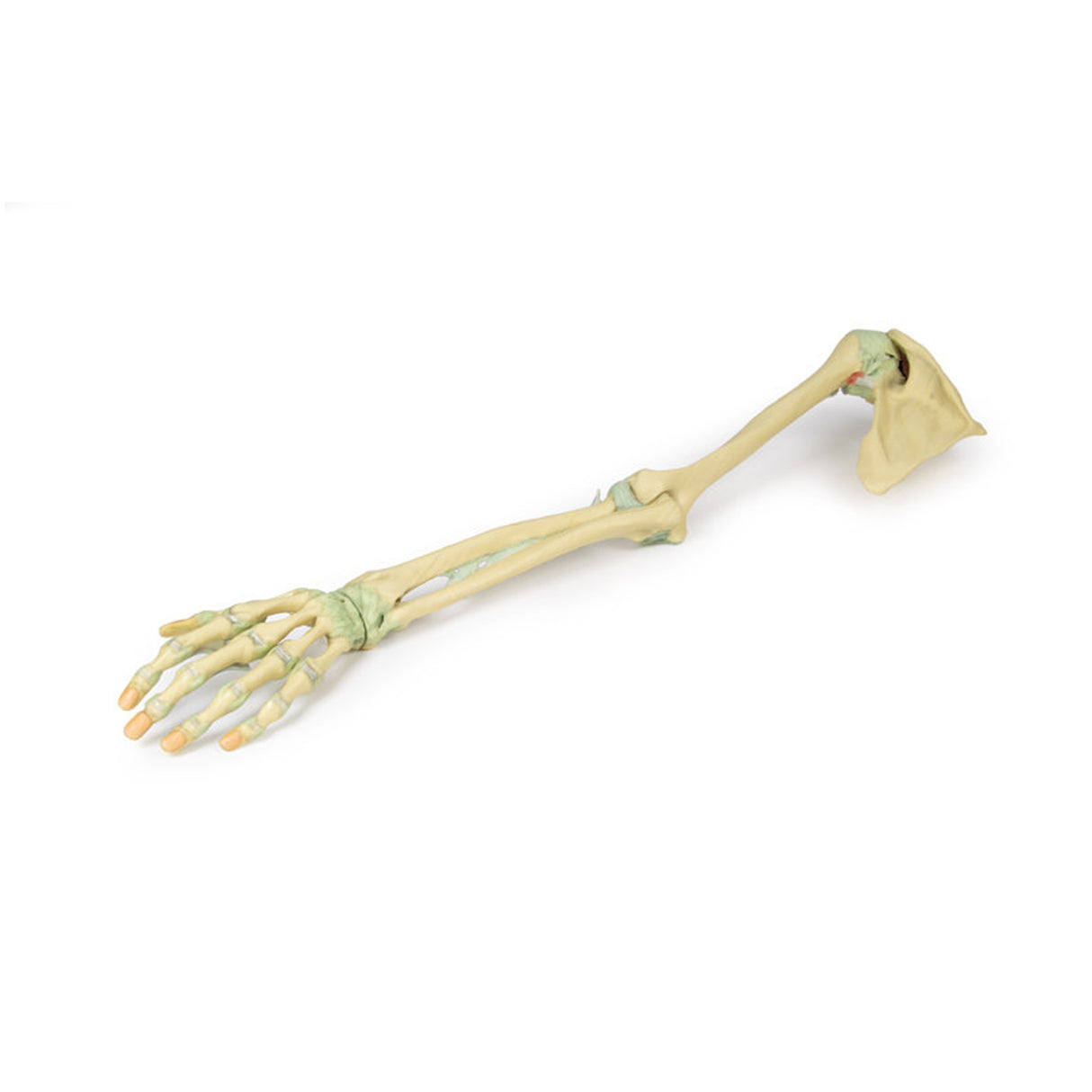 Upper Limb Ligaments | EZ-MP1520 | Sim & Skills Ltd