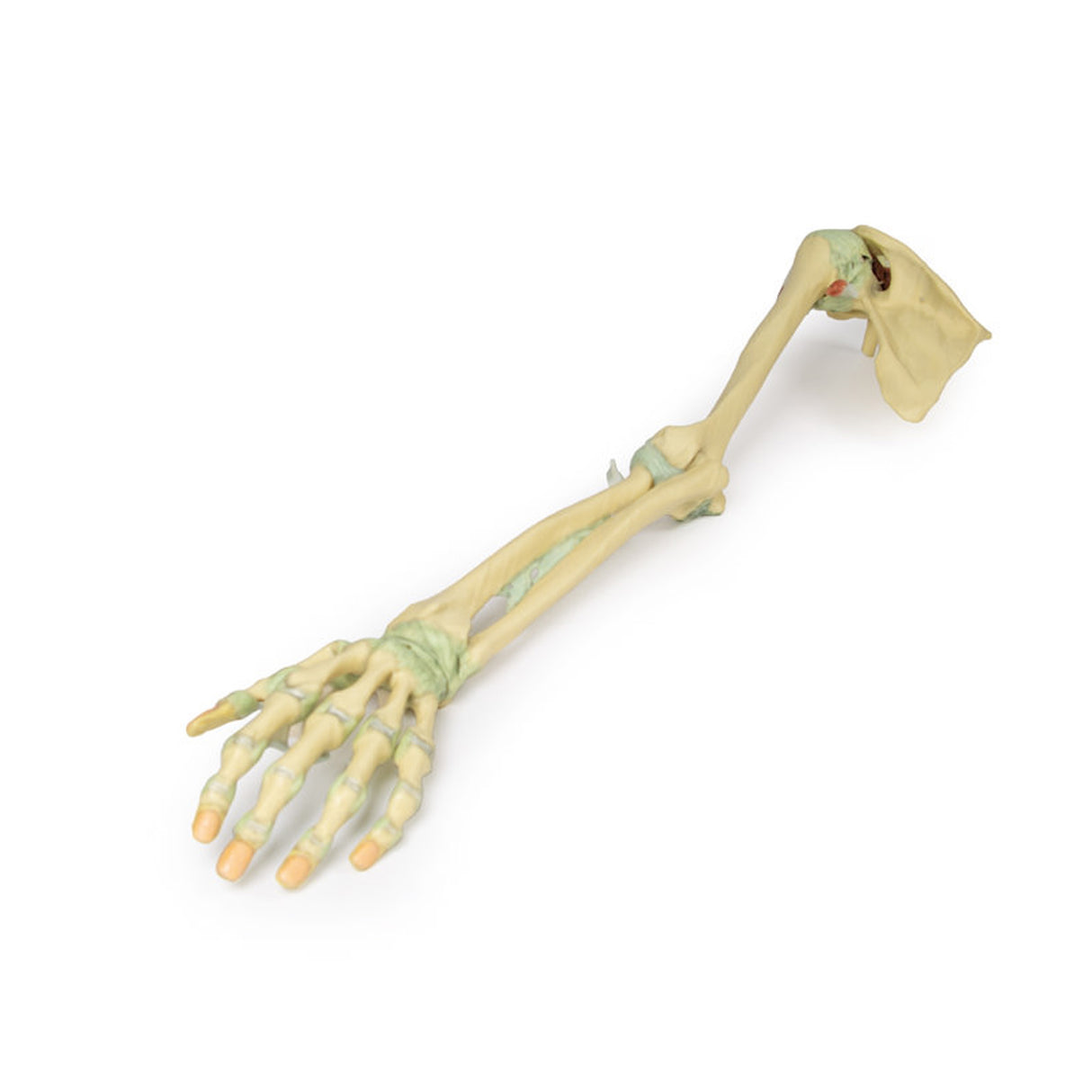 Upper Limb Ligaments | EZ-MP1520 | Sim & Skills Ltd