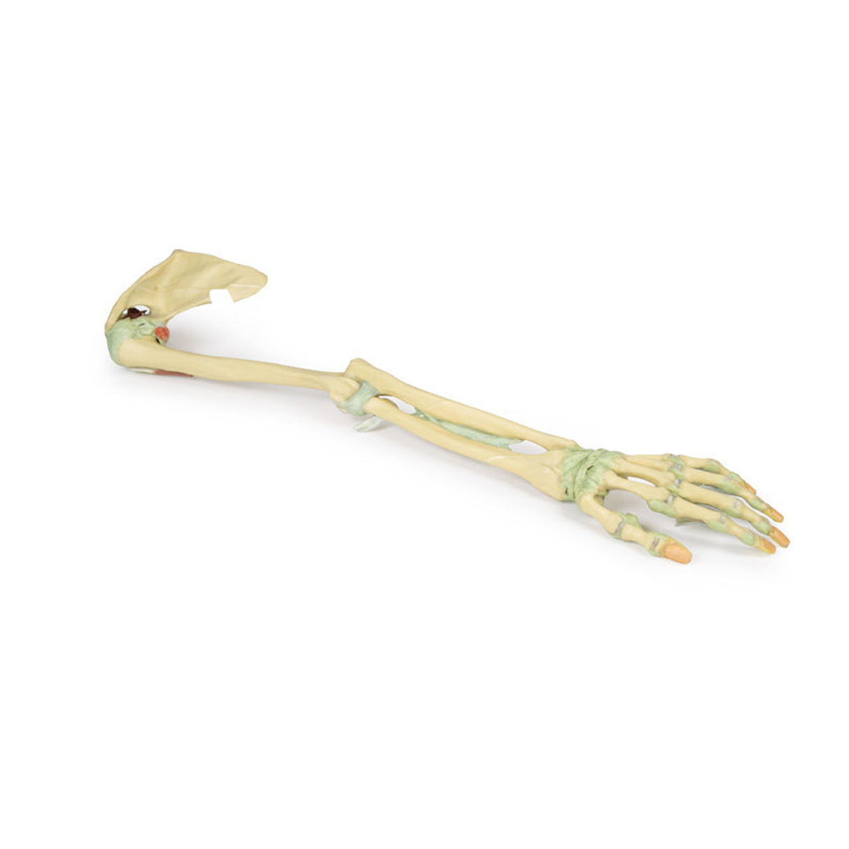 Upper Limb Ligaments | EZ-MP1520 | Sim & Skills Ltd