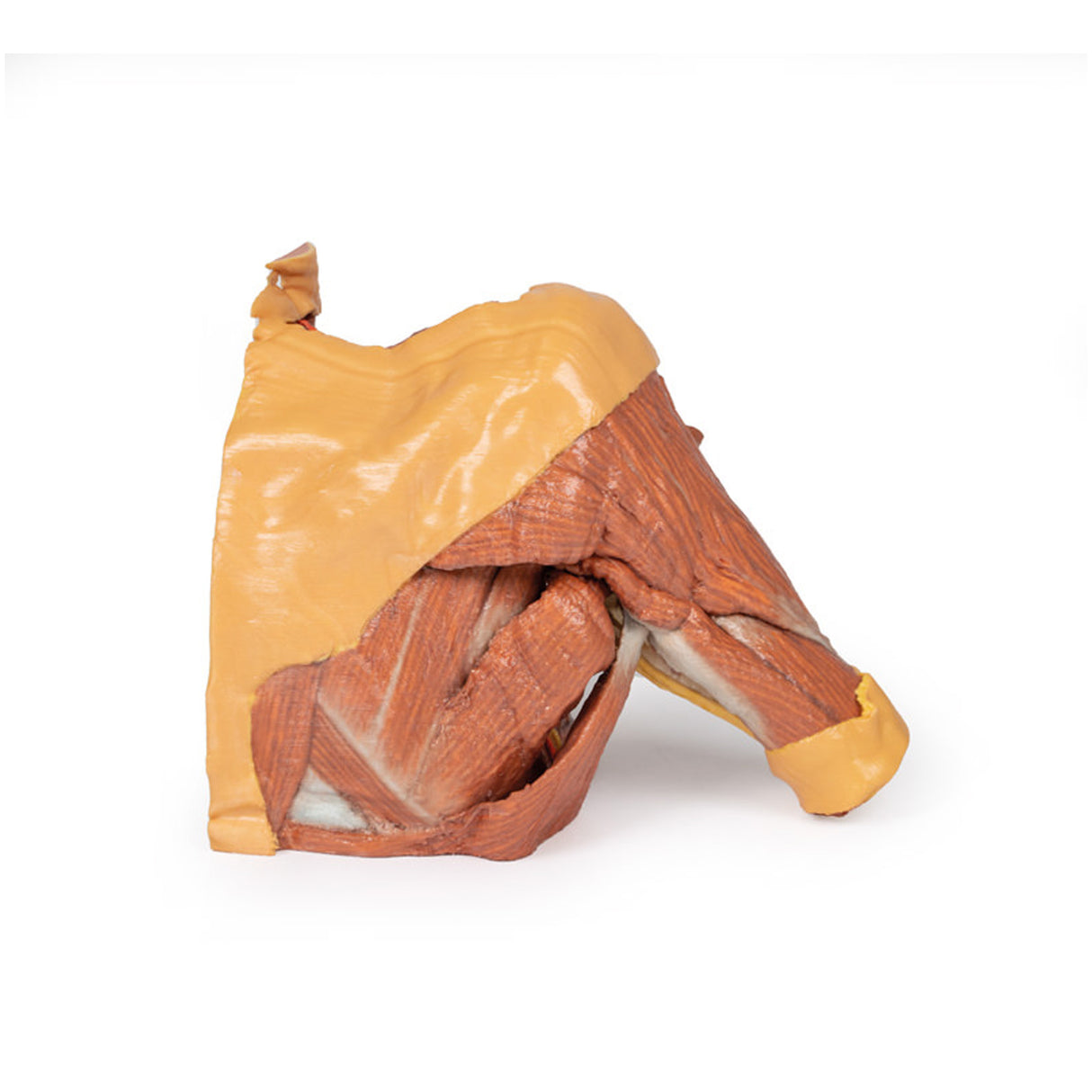 Right thoracic wall - axilla, and the root of the neck | EZ-MP1521 | Sim & Skills Ltd