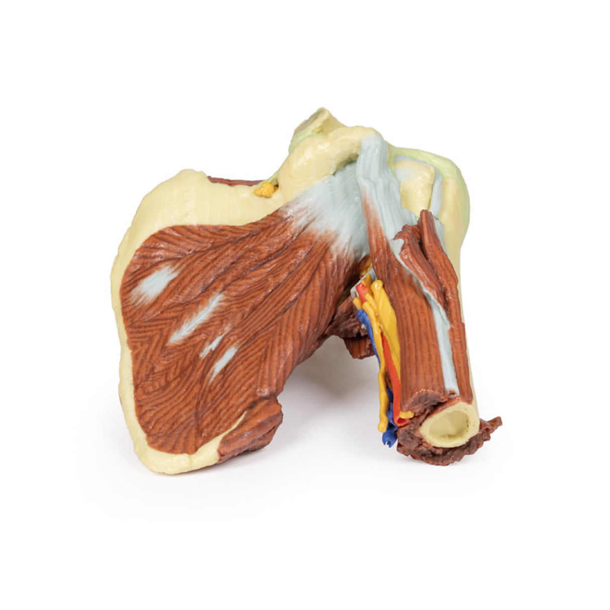 Shoulder - deep dissection of the left shoulder joint, musculature, and associated nerves and vessels | EZ-MP1525 | Sim & Skills Ltd