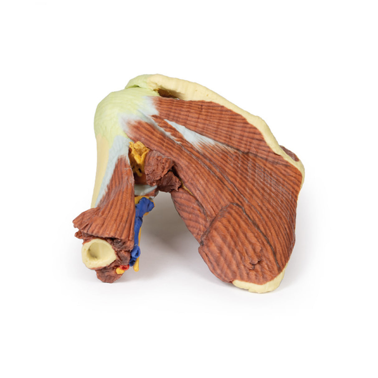 Shoulder - deep dissection of the left shoulder joint, musculature, and associated nerves and vessels | EZ-MP1525 | Sim & Skills Ltd