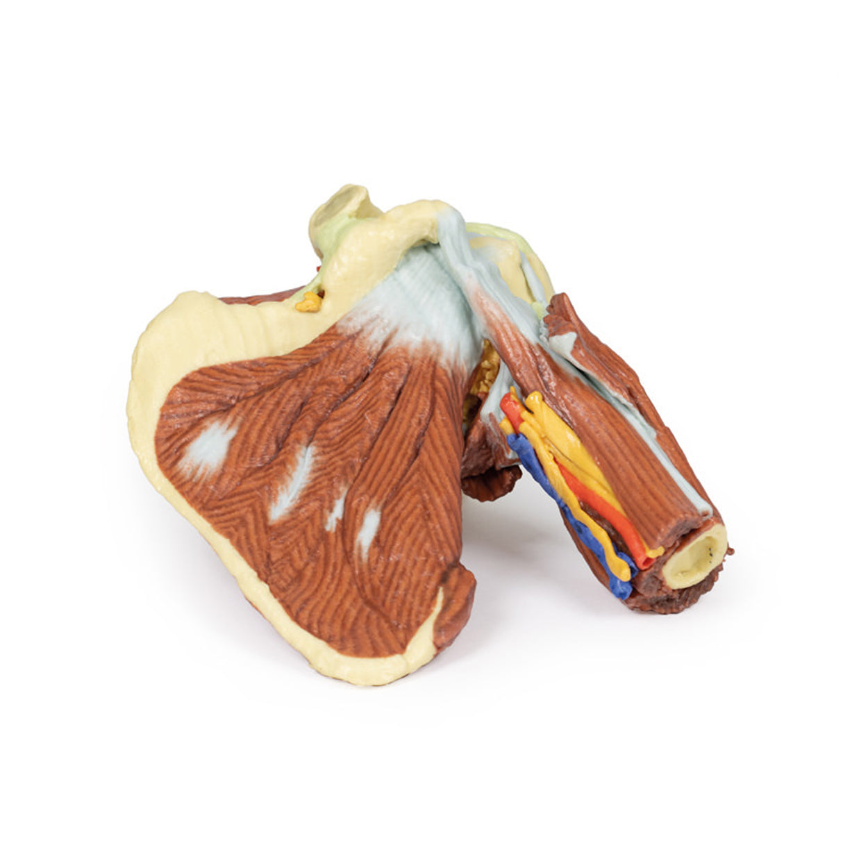 Shoulder - deep dissection of the left shoulder joint, musculature, and associated nerves and vessels | EZ-MP1525 | Sim & Skills Ltd