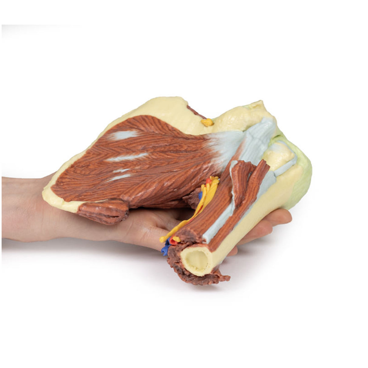 Shoulder - deep dissection of the left shoulder joint, musculature, and associated nerves and vessels | EZ-MP1525 | Sim & Skills Ltd