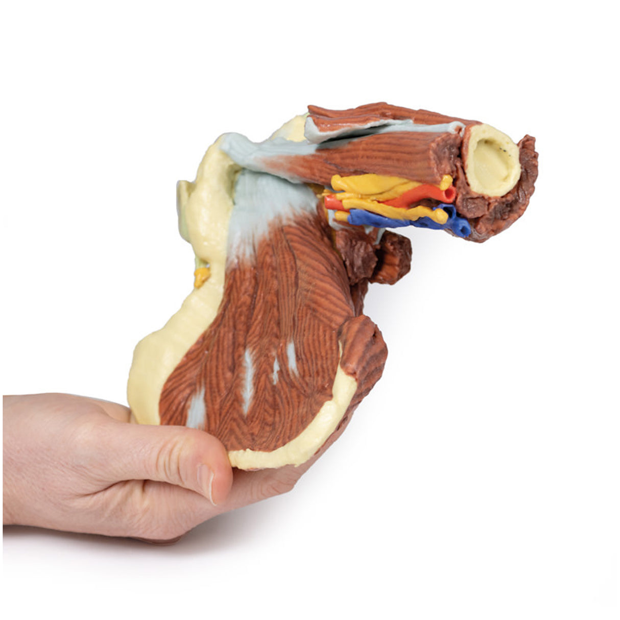 Shoulder - deep dissection of the left shoulder joint, musculature, and associated nerves and vessels | EZ-MP1525 | Sim & Skills Ltd