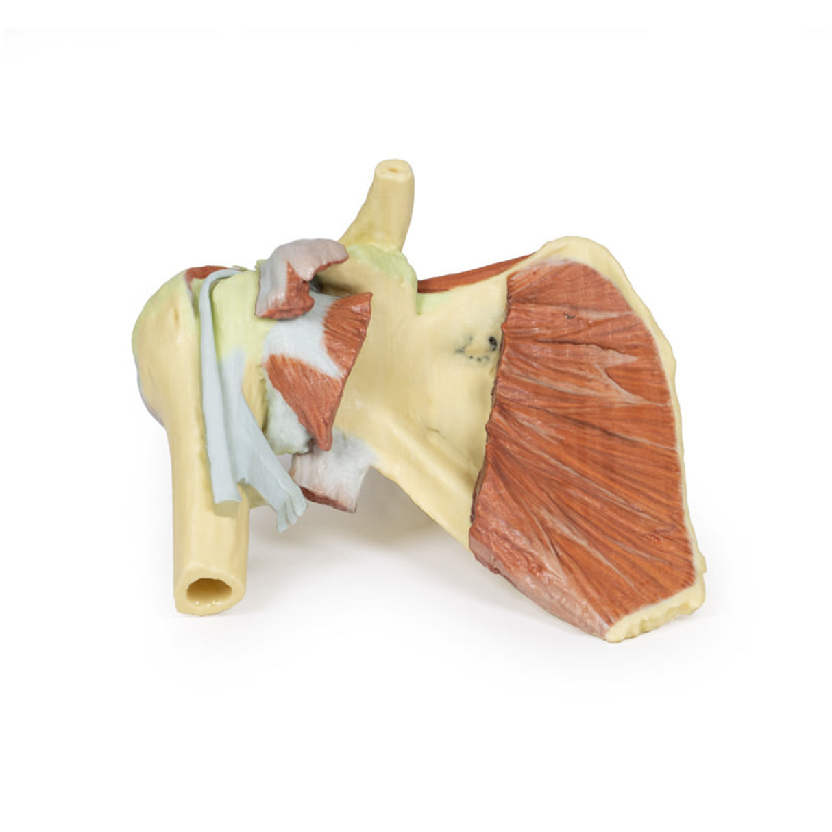 Shoulder - deep dissection of a right shoulder girdle, preserving a complete scapula, lateral clavicle, and proximal humerus | EZ-MP1527 | Sim & Skills Ltd