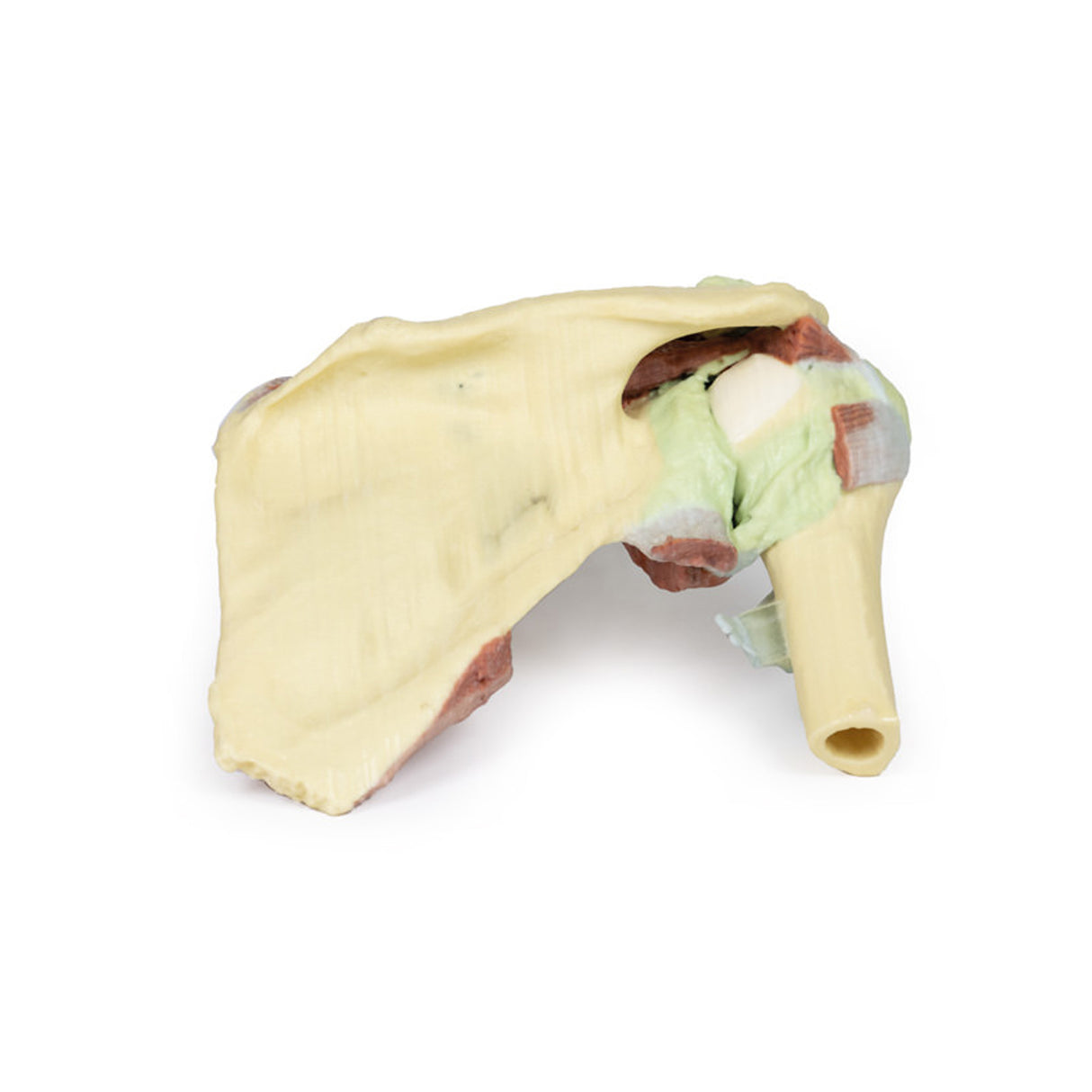 Shoulder - deep dissection of a right shoulder girdle, preserving a complete scapula, lateral clavicle, and proximal humerus | EZ-MP1527 | Sim & Skills Ltd