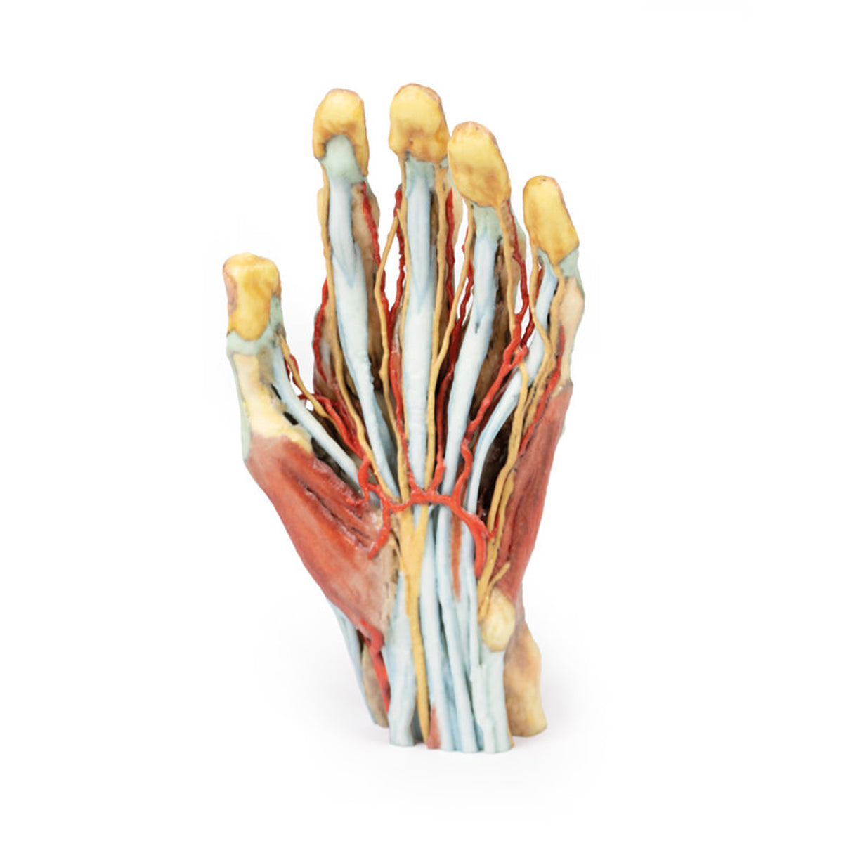 Hand | EZ-MP1530 | Sim & Skills Ltd