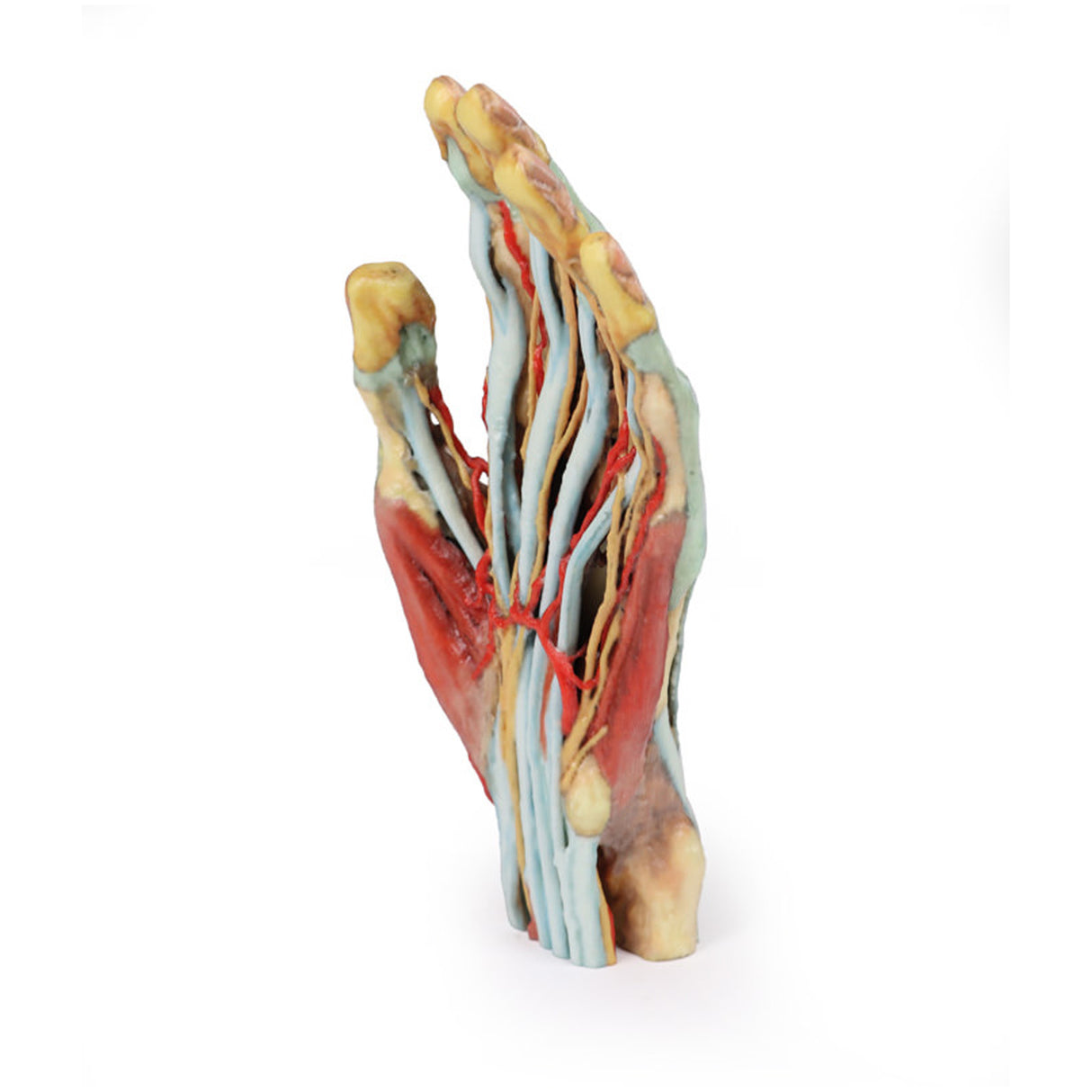 Hand | EZ-MP1530 | Sim & Skills Ltd