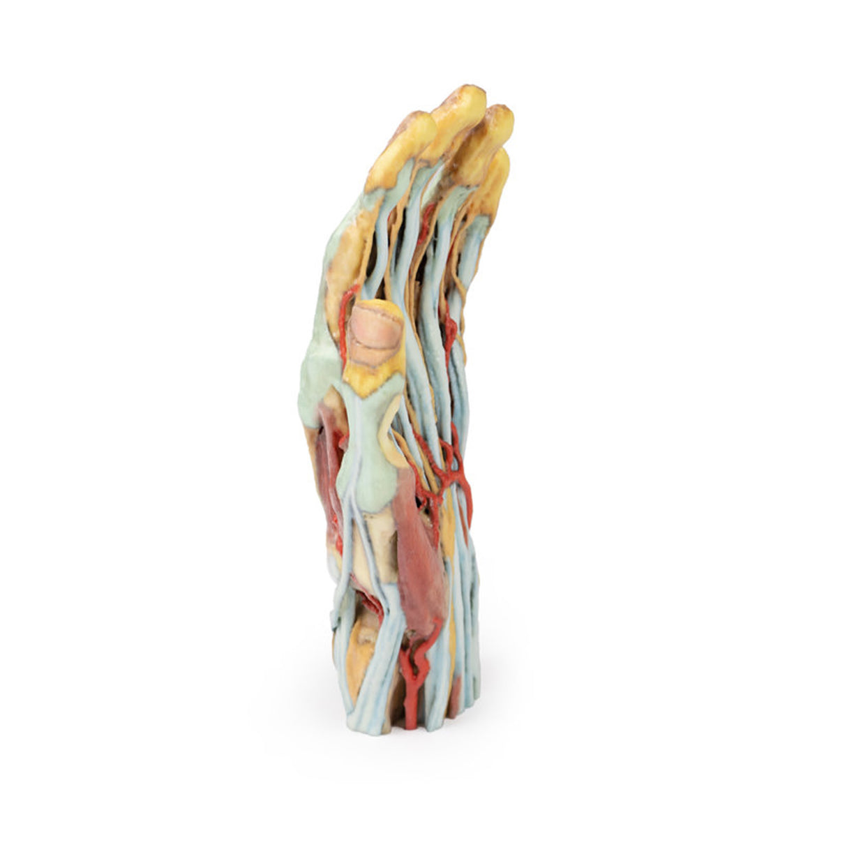 Hand | EZ-MP1530 | Sim & Skills Ltd