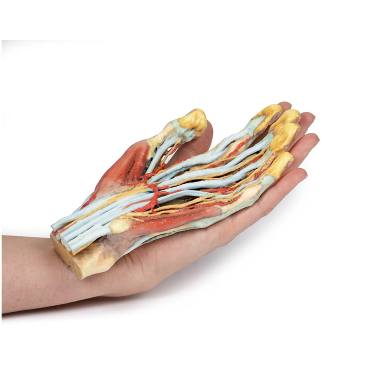 Hand | EZ-MP1530 | Sim & Skills Ltd