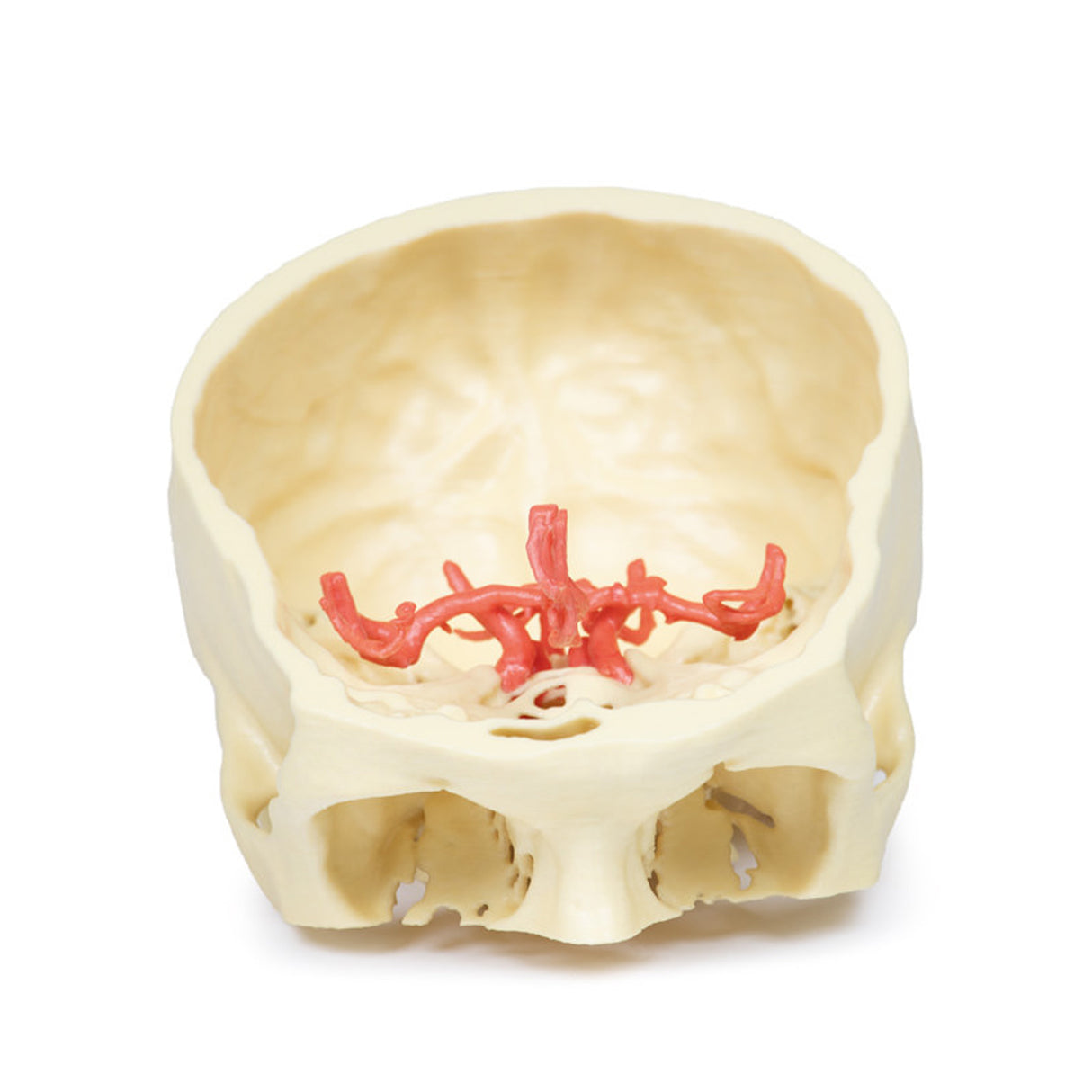 Circle of Willis | EZ-MP1600 | Sim & Skills Ltd