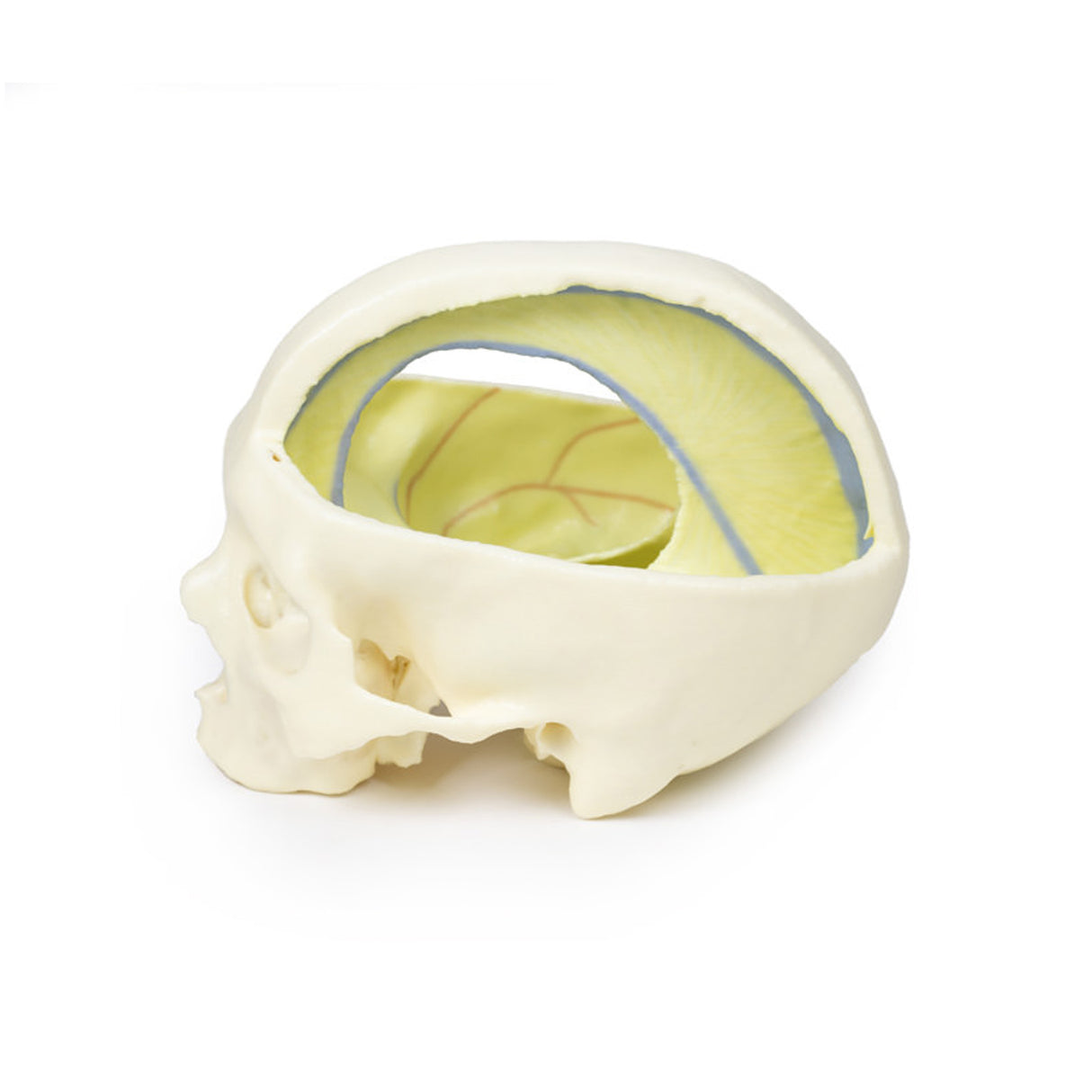 Dural Skull | EZ-MP1610 | Sim & Skills Ltd