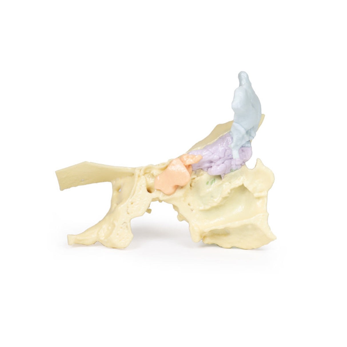 Paranasal Sinus model | EZ-MP1630 | Sim & Skills Ltd