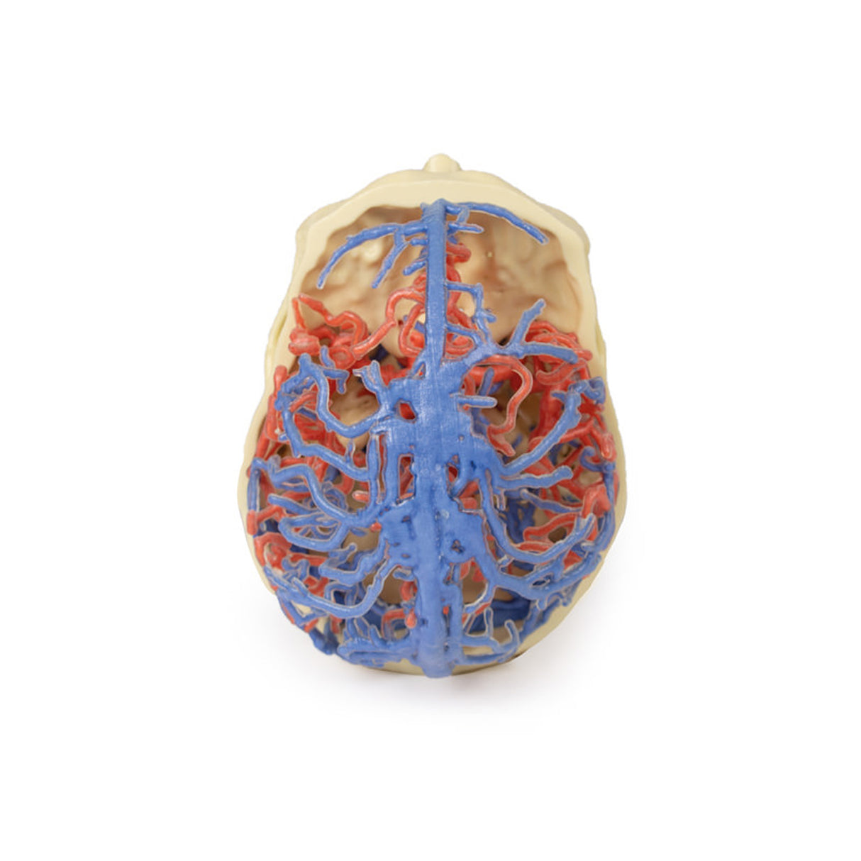 3D Printed Anatomy - Arterial and Venous Circulation | EZ-MP1640 | Sim & Skills Ltd