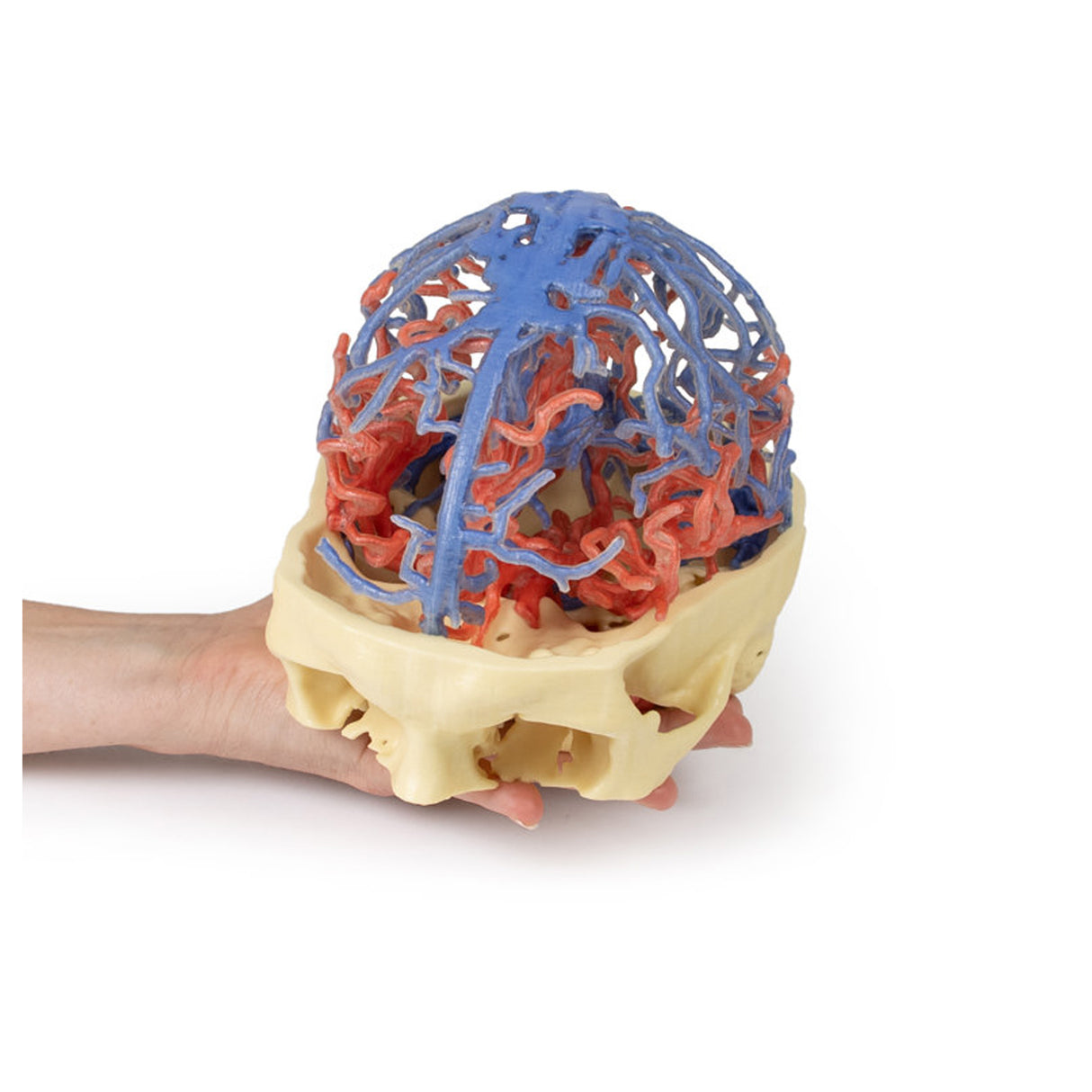 3D Printed Anatomy - Arterial and Venous Circulation | EZ-MP1640 | Sim & Skills Ltd