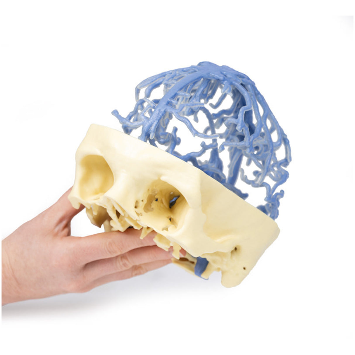 3D Printed Anatomy - Venous Circulation | EZ-MP1645 | Sim & Skills Ltd