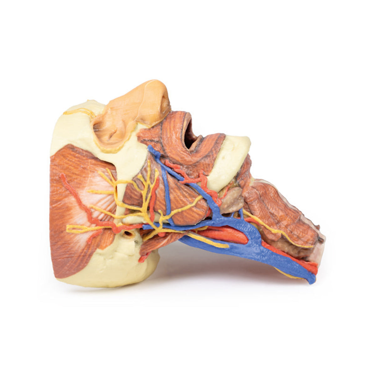 Head and visceral column of the neck | EZ-MP1670 | Sim & Skills Ltd