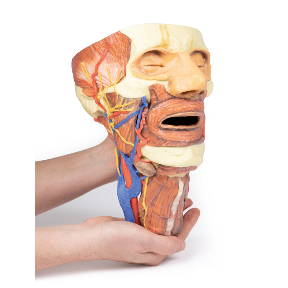 Head and visceral column of the neck | EZ-MP1670 | Sim & Skills Ltd