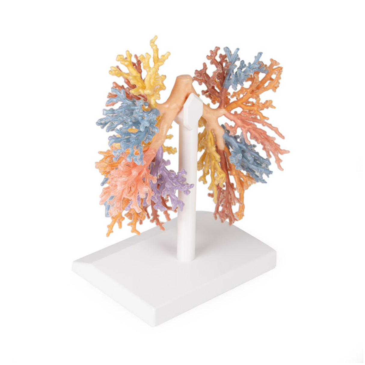 Bronchial Tree | EZ-MP1690 | Sim & Skills Ltd