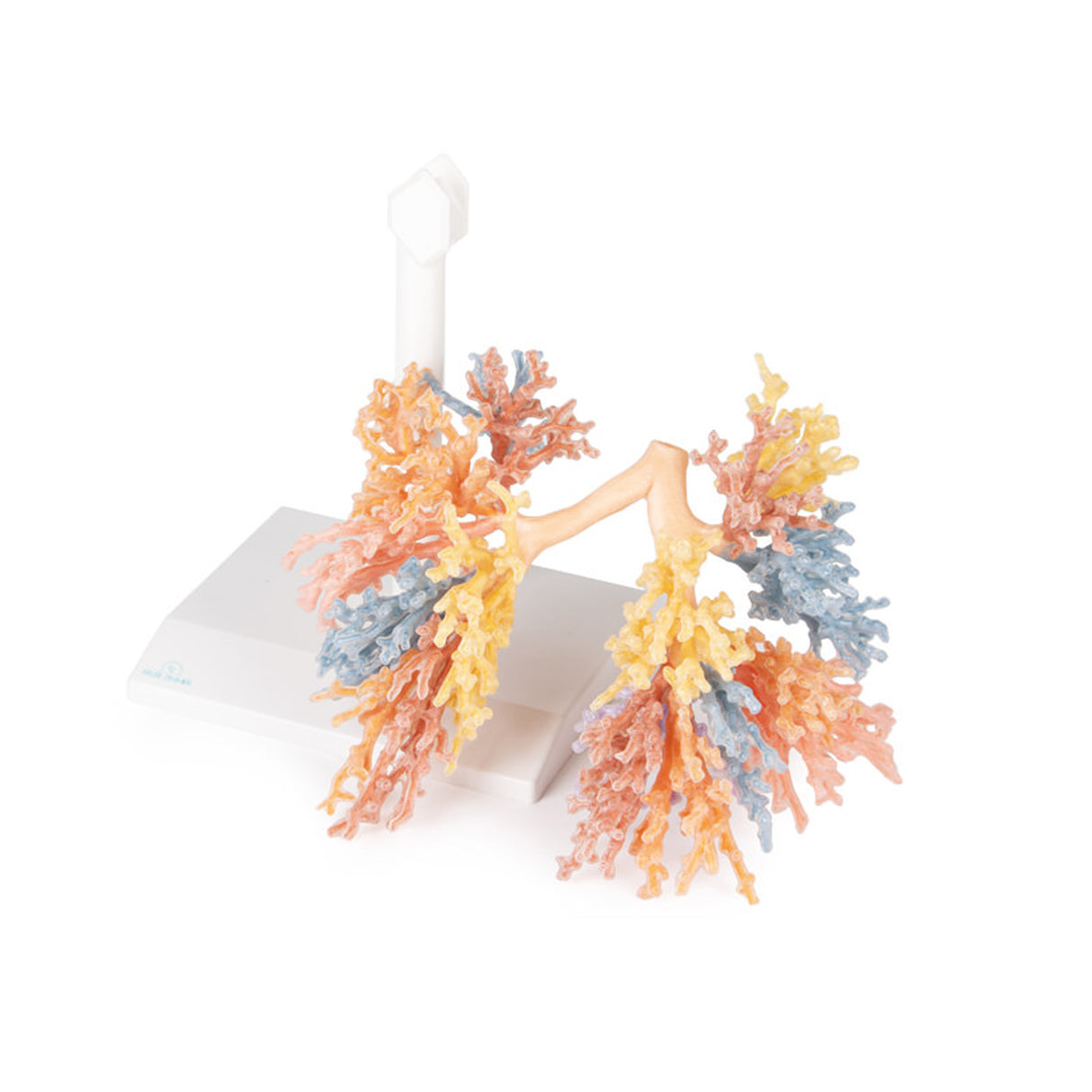 Bronchial Tree | EZ-MP1690 | Sim & Skills Ltd