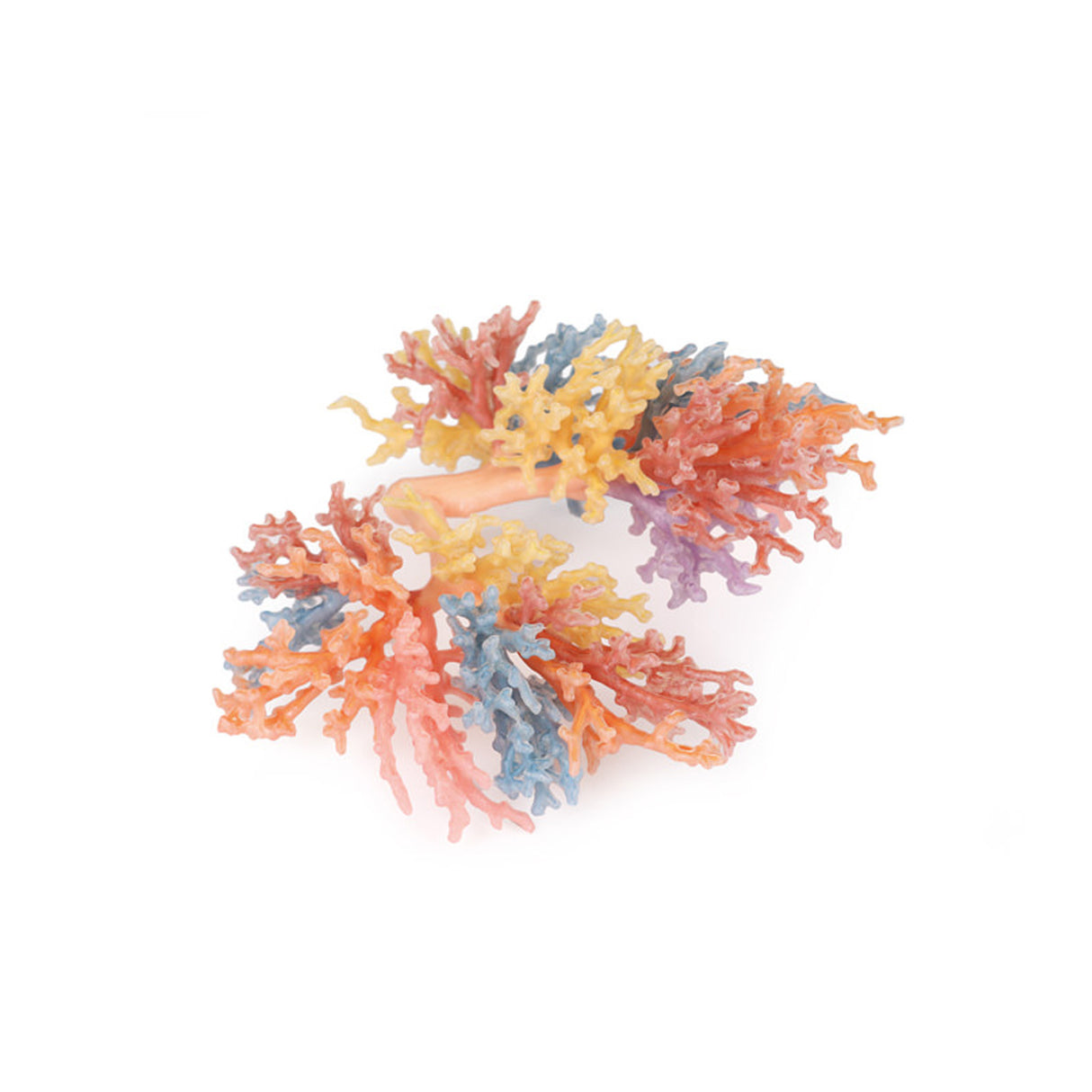 Bronchial Tree | EZ-MP1690 | Sim & Skills Ltd