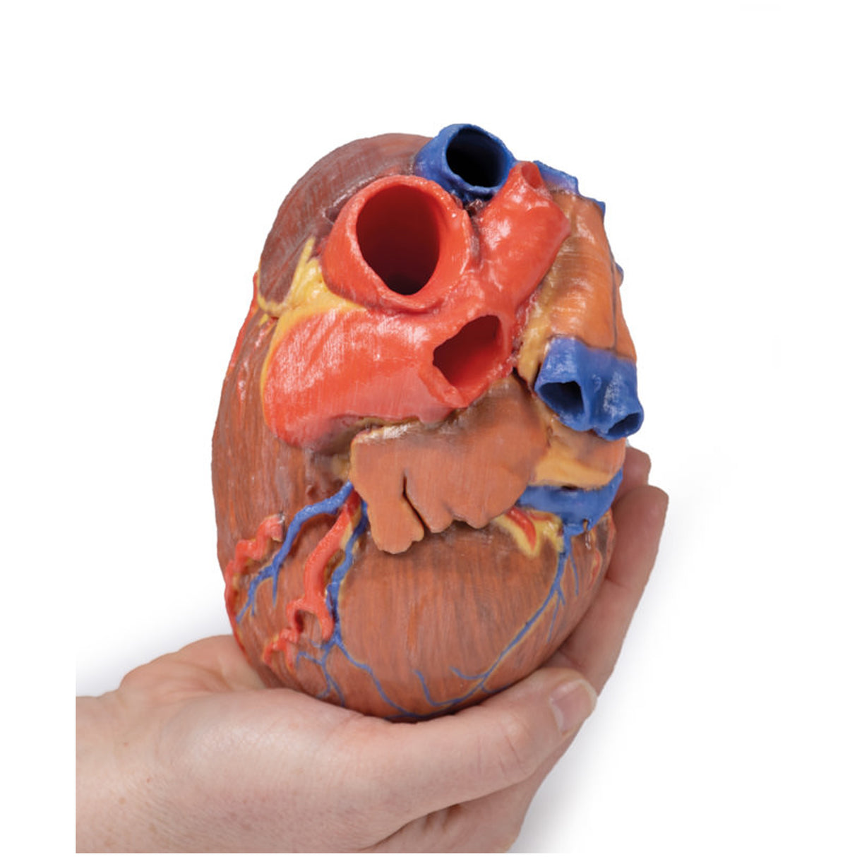 Heart | EZ-MP1700 | Sim & Skills Ltd