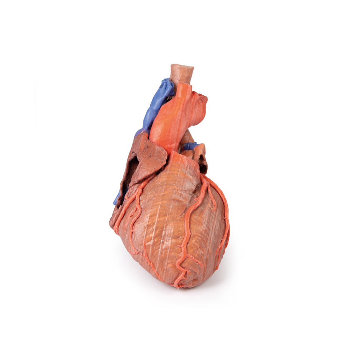 Heart and the distal trachea, carina and primary bronchi | EZ-MP1710 | Sim & Skills Ltd