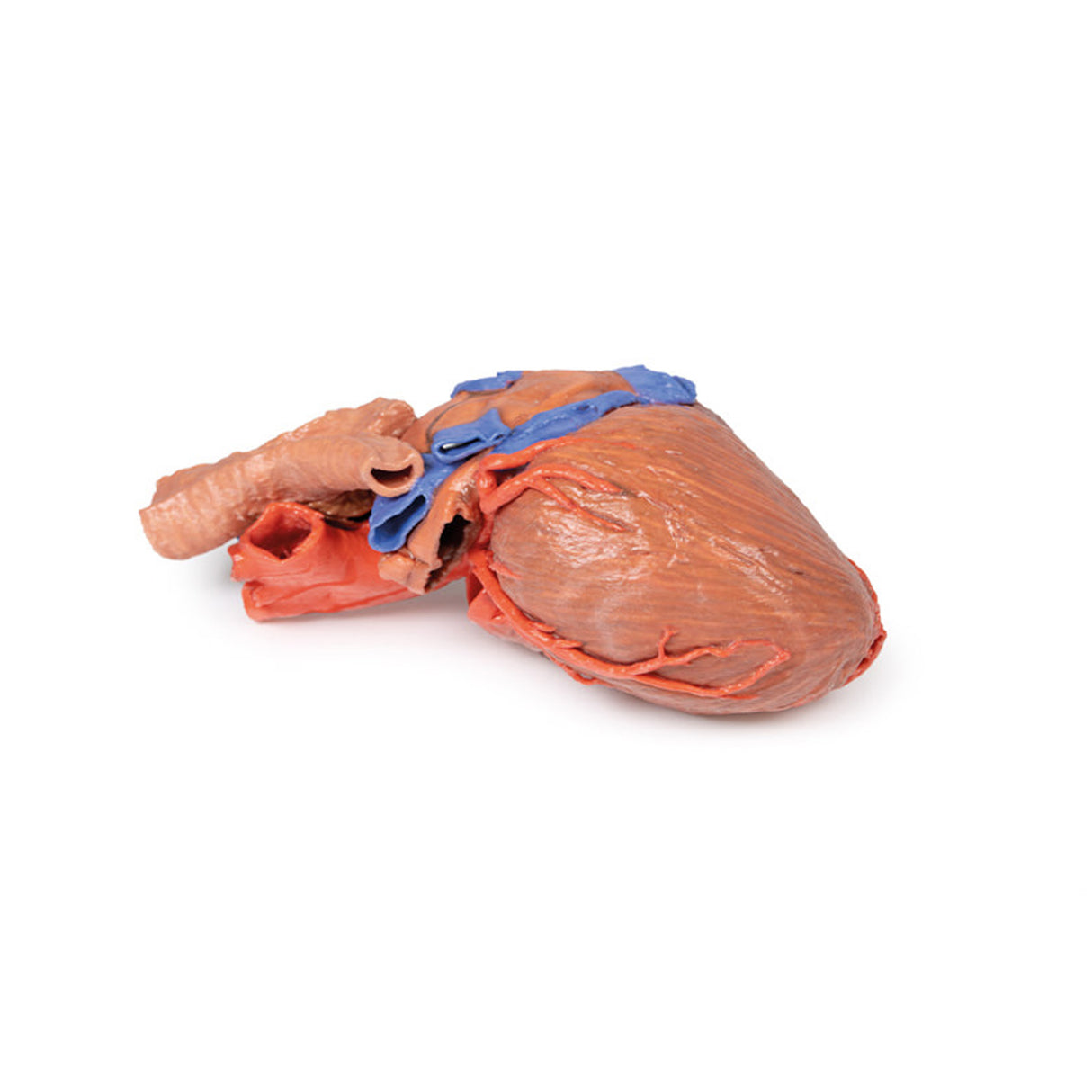Heart and the distal trachea, carina and primary bronchi | EZ-MP1710 | Sim & Skills Ltd