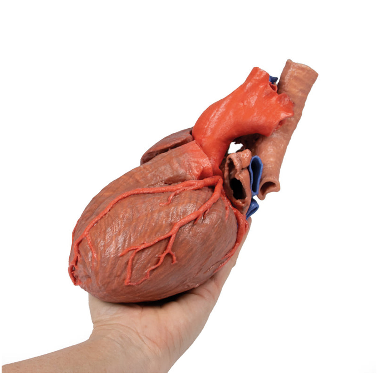 Heart and the distal trachea, carina and primary bronchi | EZ-MP1710 | Sim & Skills Ltd