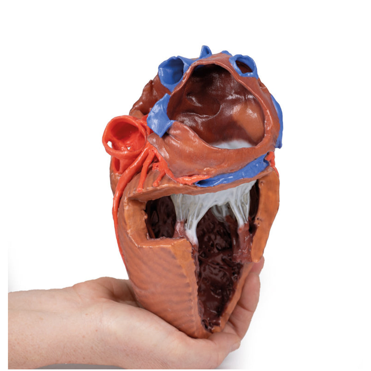 Heart internal structures | EZ-MP1715 | Sim & Skills Ltd