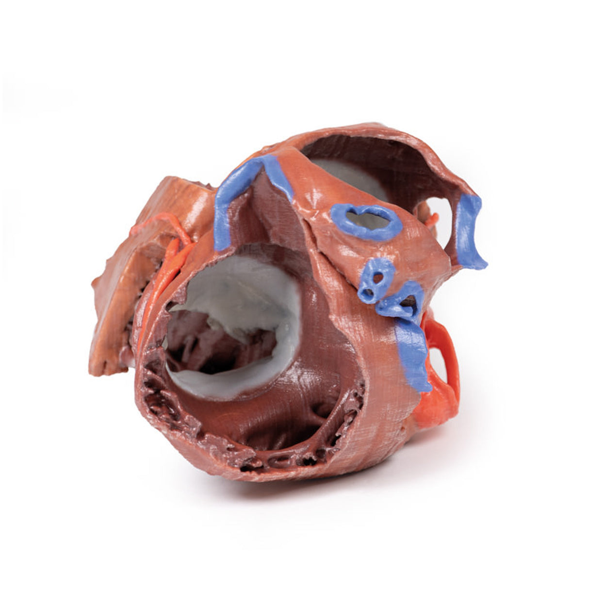 Heart internal structures | EZ-MP1715 | Sim & Skills Ltd