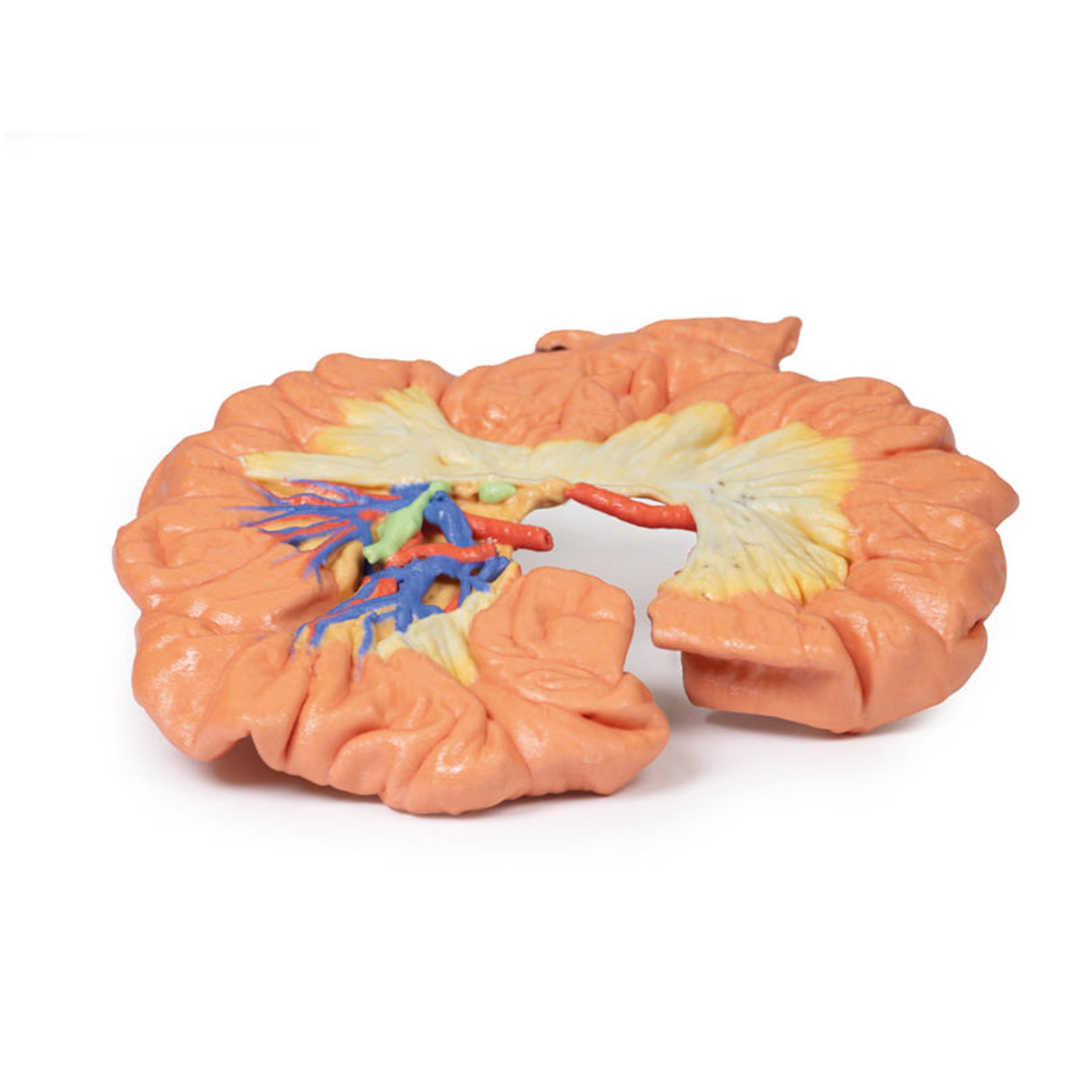 Bowel - Portion of Ileum | EZ-MP1725 | Sim & Skills Ltd