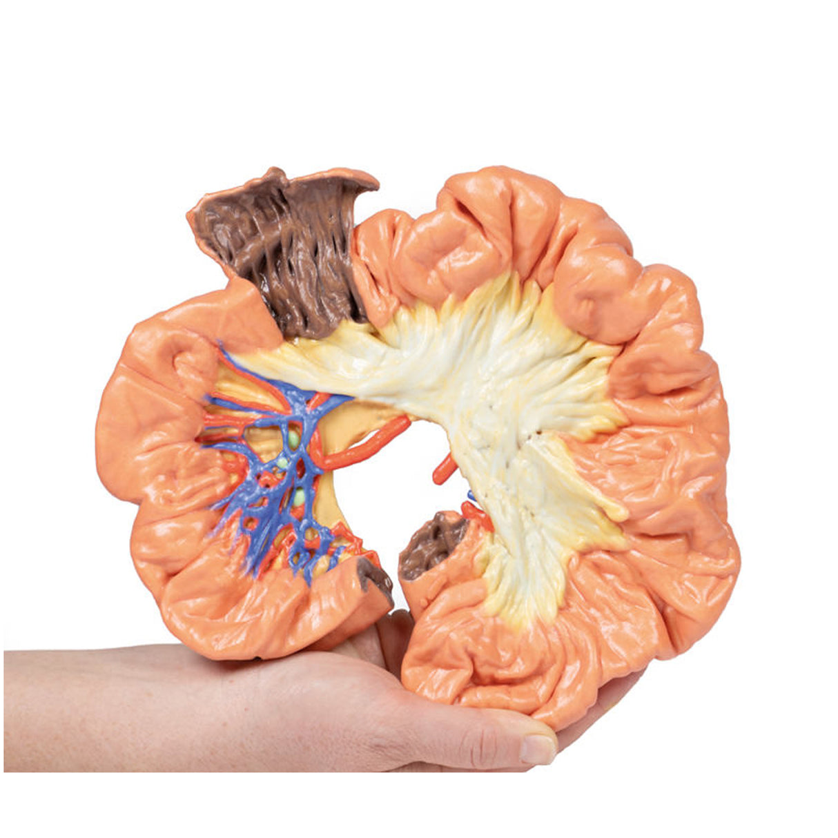 Bowel - Portion of Ileum | EZ-MP1725 | Sim & Skills Ltd