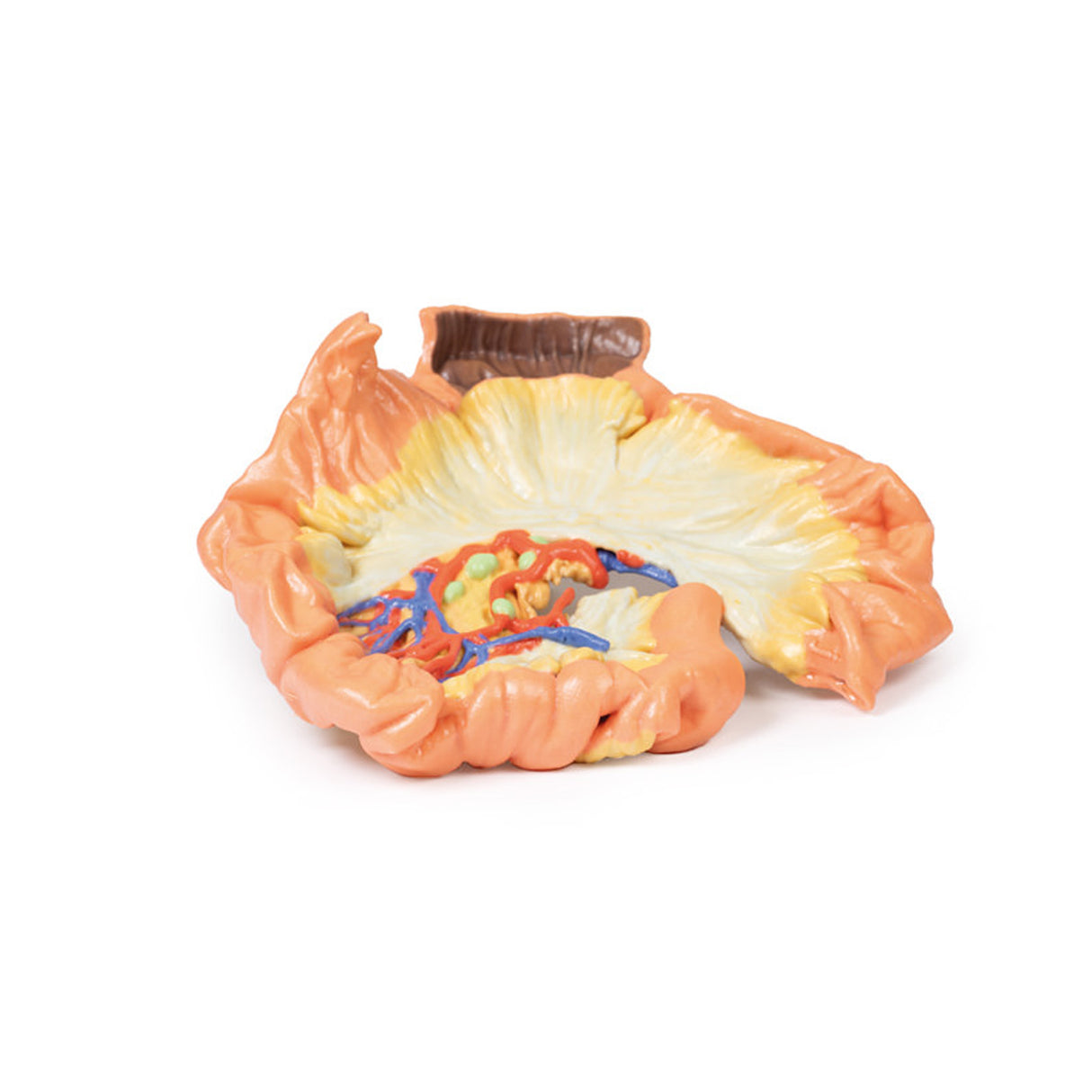 Bowel - Portion of Jejenum | EZ-MP1730 | Sim & Skills Ltd