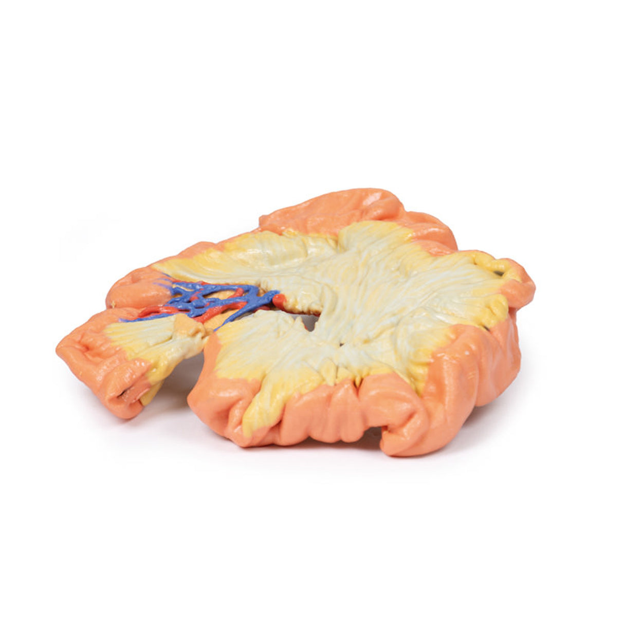 Bowel - Portion of Jejenum | EZ-MP1730 | Sim & Skills Ltd