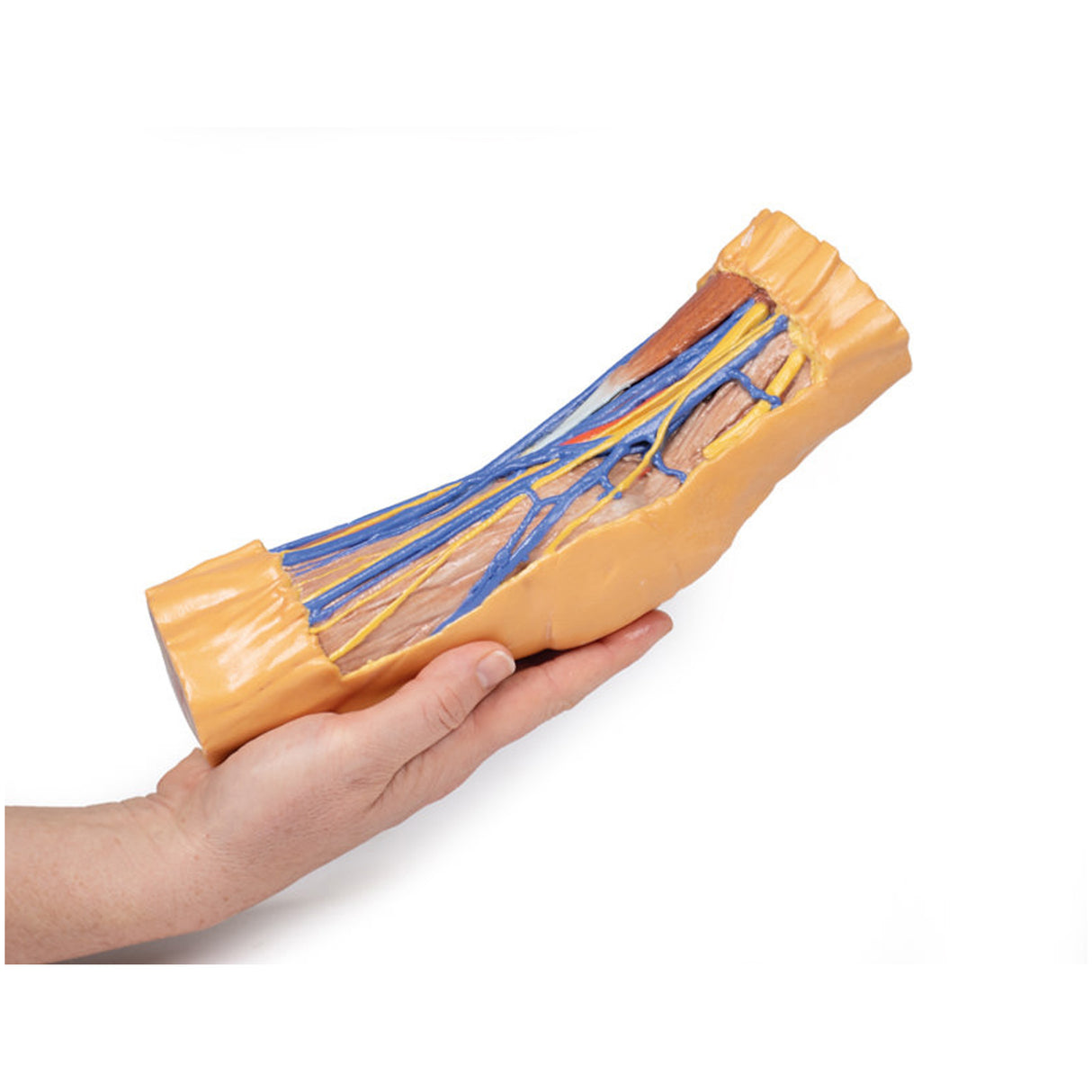 Cubital Fossa | EZ-MP1750 | Sim & Skills Ltd