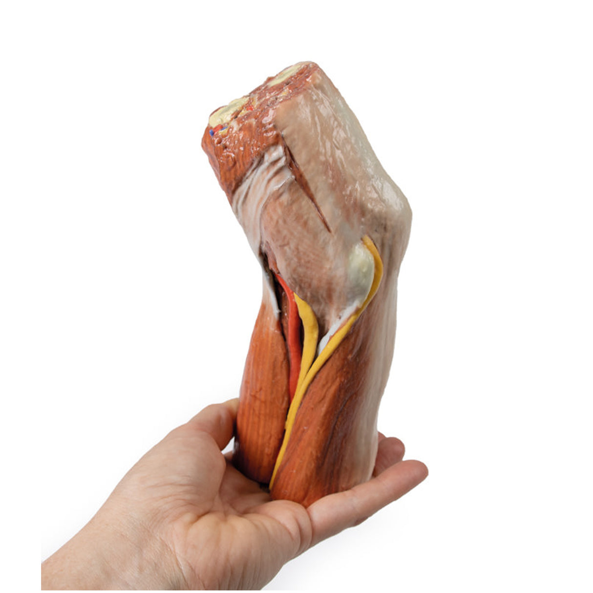 Cubital fossa - muscles, large nerves and the brachial artery | EZ-MP1755 | Sim & Skills Ltd