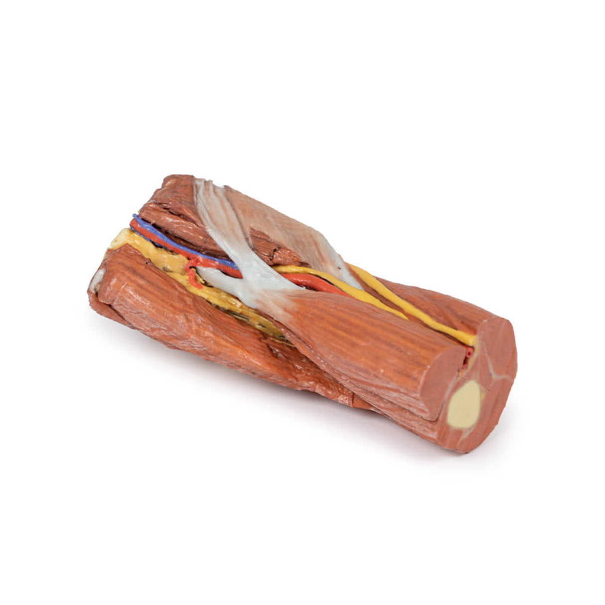 Cubital fossa - muscles, large nerves and the brachial artery | EZ-MP1755 | Sim & Skills Ltd