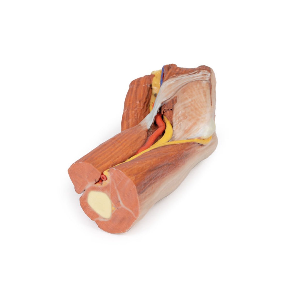 Cubital fossa - muscles, large nerves and the brachial artery | EZ-MP1755 | Sim & Skills Ltd