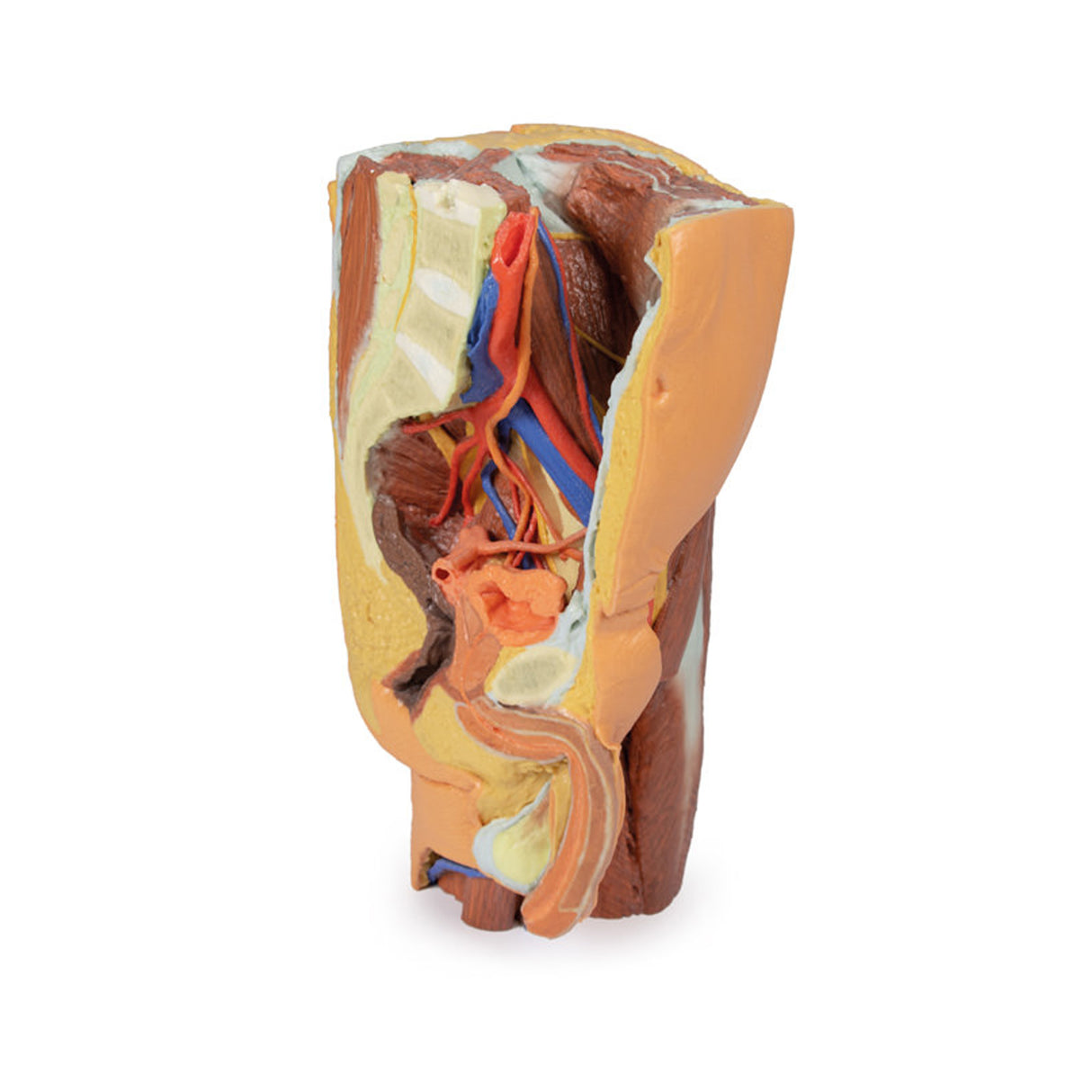 Male left pelvis and proximal thigh | EZ-MP1765 | Sim & Skills Ltd