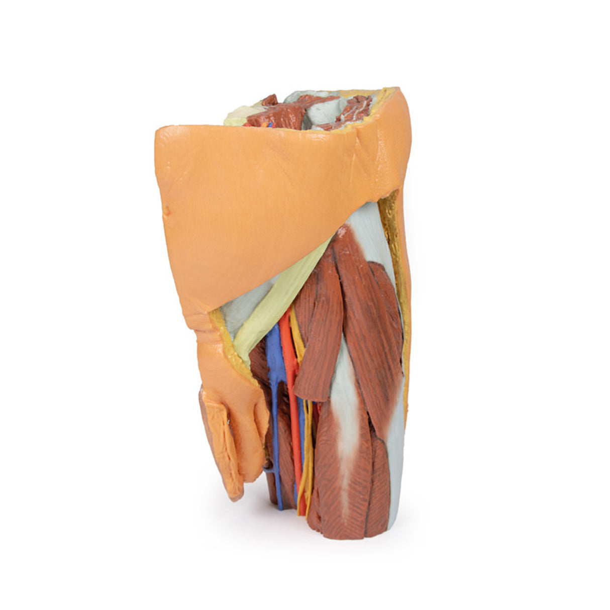 Male left pelvis and proximal thigh | EZ-MP1765 | Sim & Skills Ltd