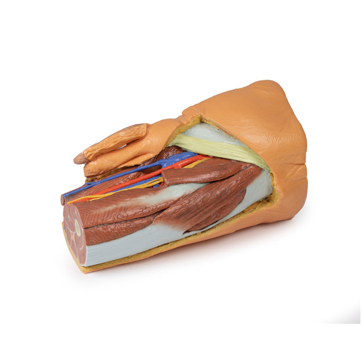 Male left pelvis and proximal thigh | EZ-MP1765 | Sim & Skills Ltd