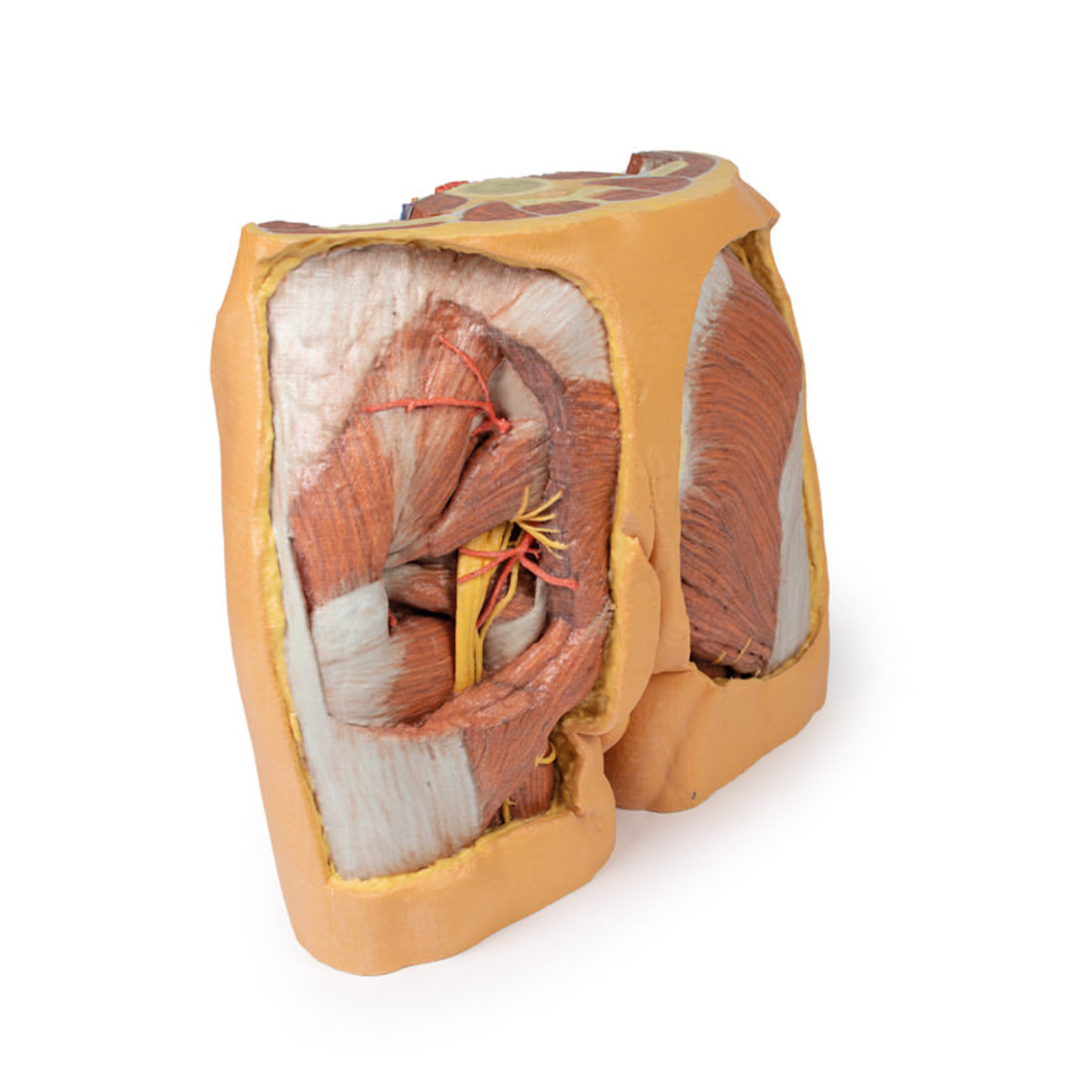 Male Pelvis | EZ-MP1770 | Sim & Skills Ltd