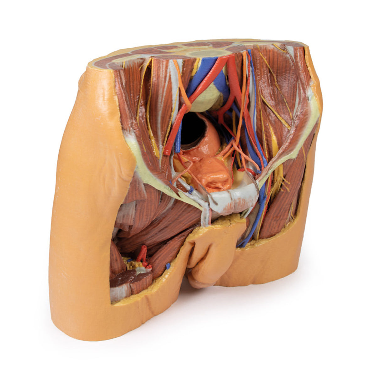 Male Pelvis | EZ-MP1770 | Sim & Skills Ltd