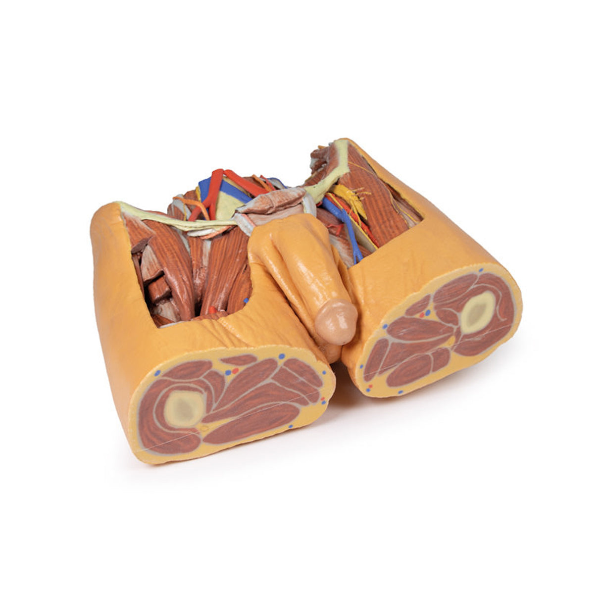 Male Pelvis | EZ-MP1770 | Sim & Skills Ltd