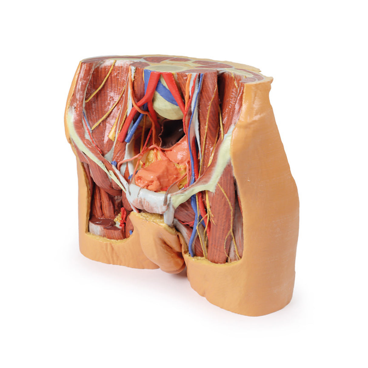 Male Pelvis | EZ-MP1770 | Sim & Skills Ltd