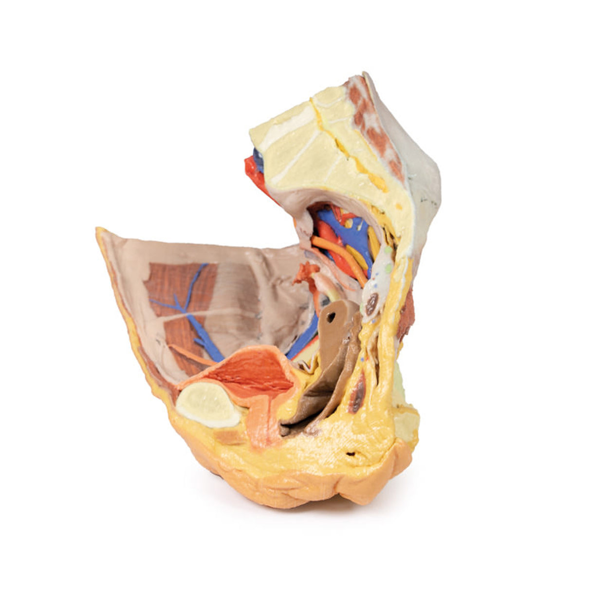 Female right pelvis superficial and deep structures | EZ-MP1783 | Sim & Skills Ltd